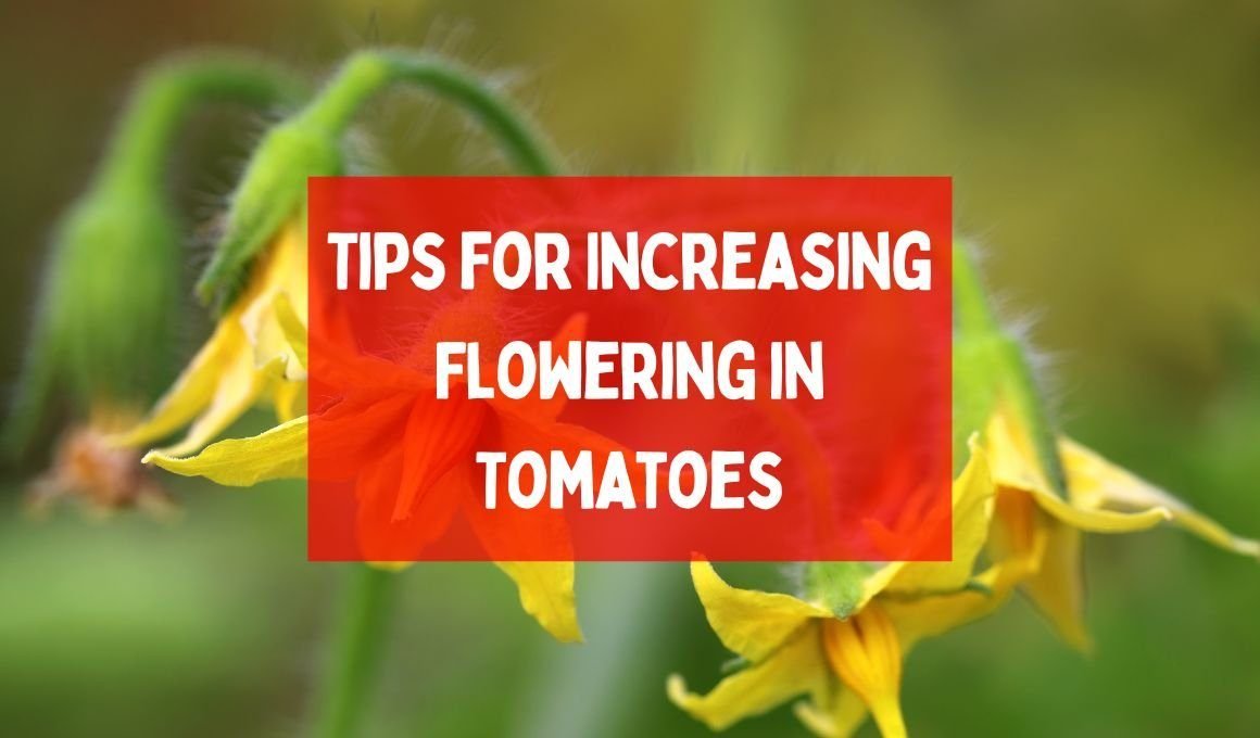 9 Tips for Increasing Flowering in Tomatoes