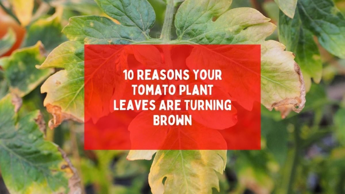 10 Reasons Your Tomato Plant Leaves Are Turning Brown