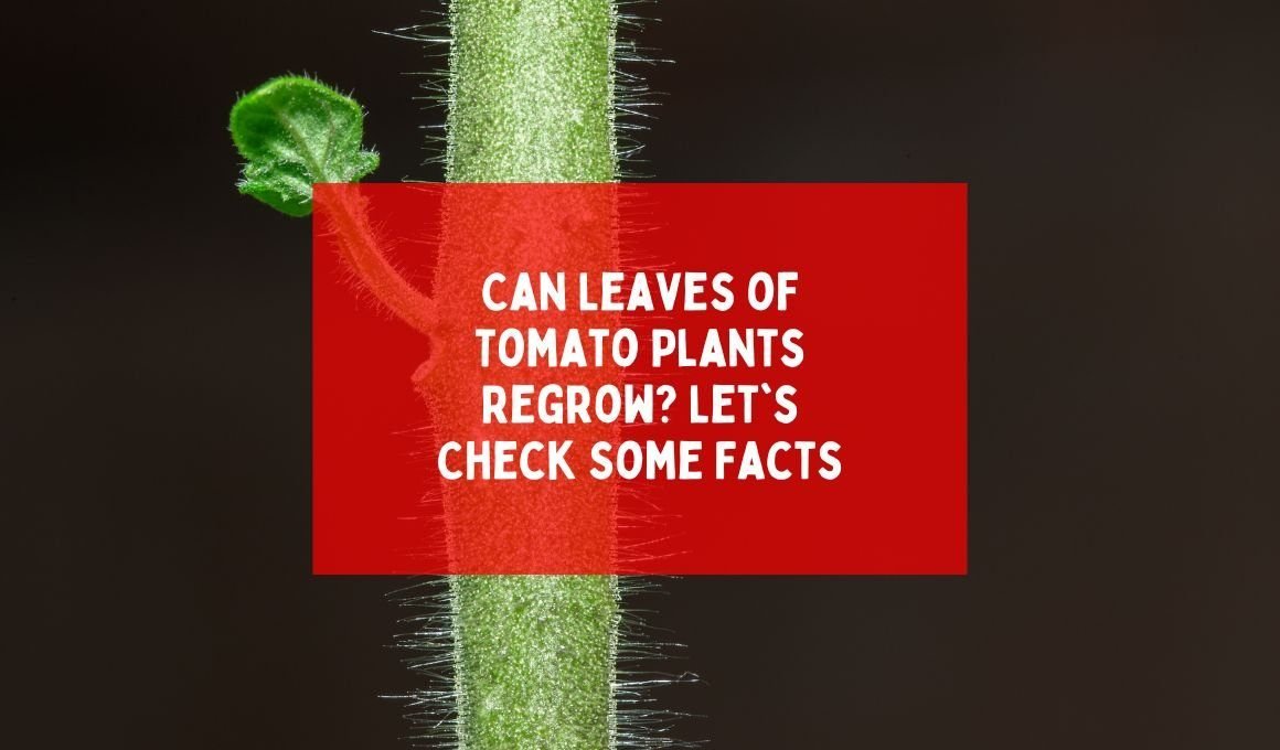 Can Leaves of Tomato Plants Regrow? Let’s Check Some Facts