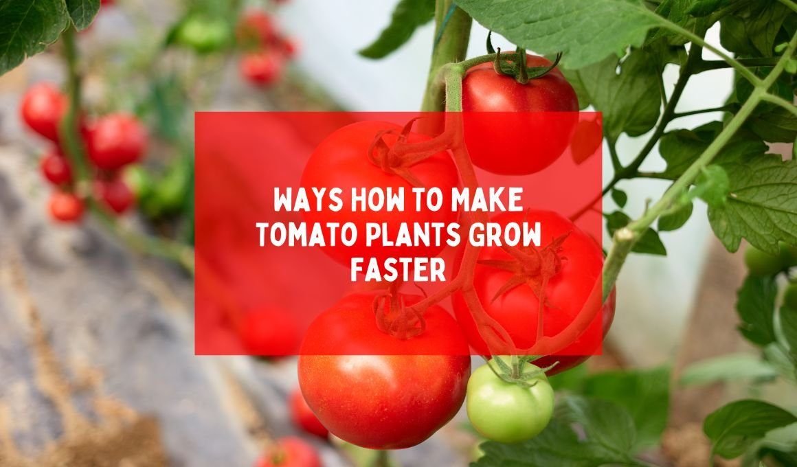 10 Ways How To Make Tomato Plants Grow Faster