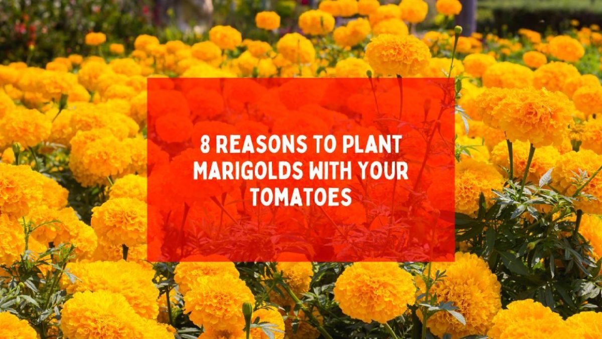 8 Reasons To Plant Marigolds With Your Tomatoes