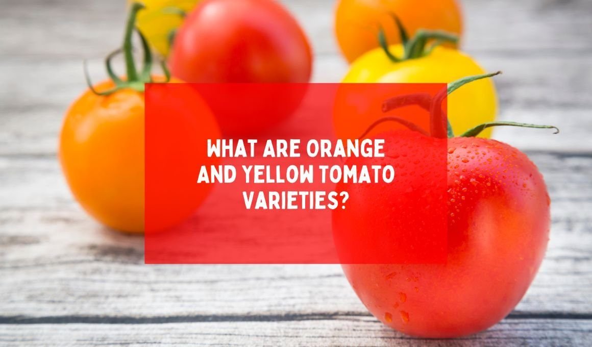 What Are Orange And Yellow Tomato Varieties?