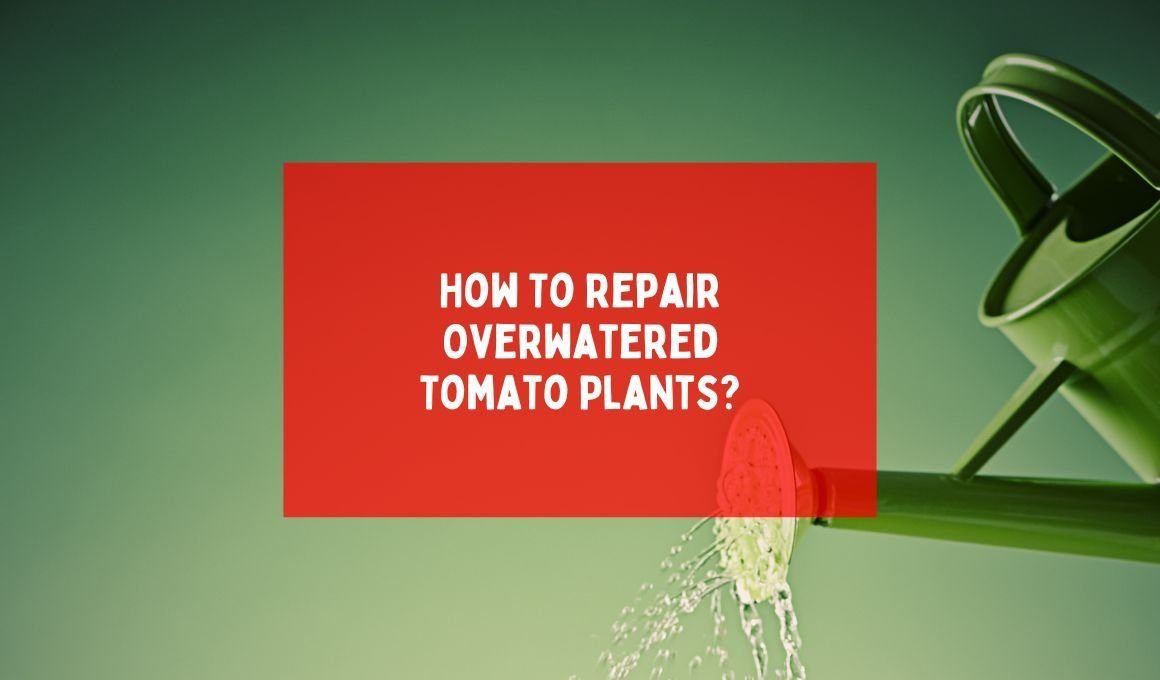 How To Repair Overwatered Tomato Plants?