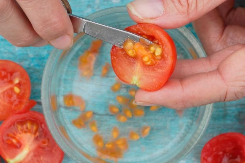 Preserve Tomato Seeds