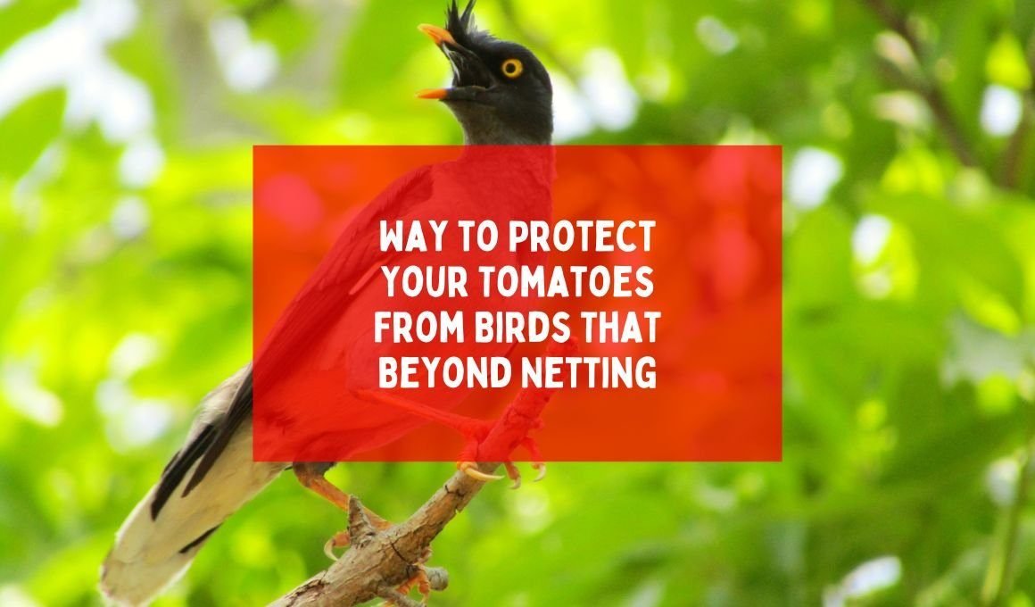 12 Ways to Protect Your Tomatoes From Birds That Beyond Netting