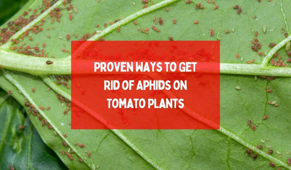 5 Proven Ways to Get Rid of Aphids on Tomato Plants