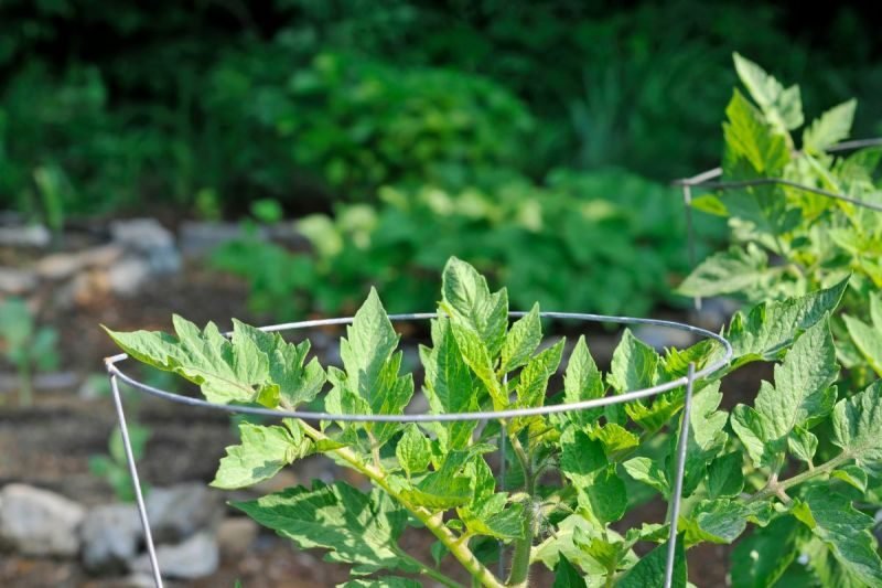 Provide Support to Tomato Plants