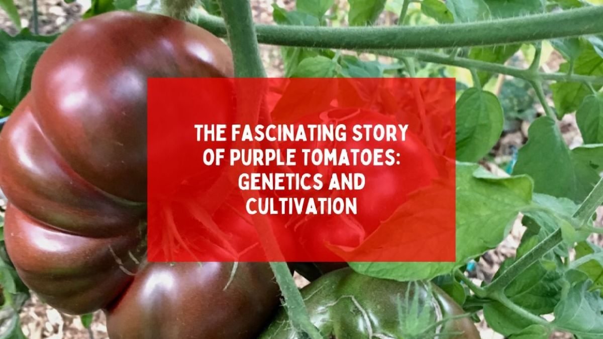 Purple heirloom tomatoes, one of many tomato varieties