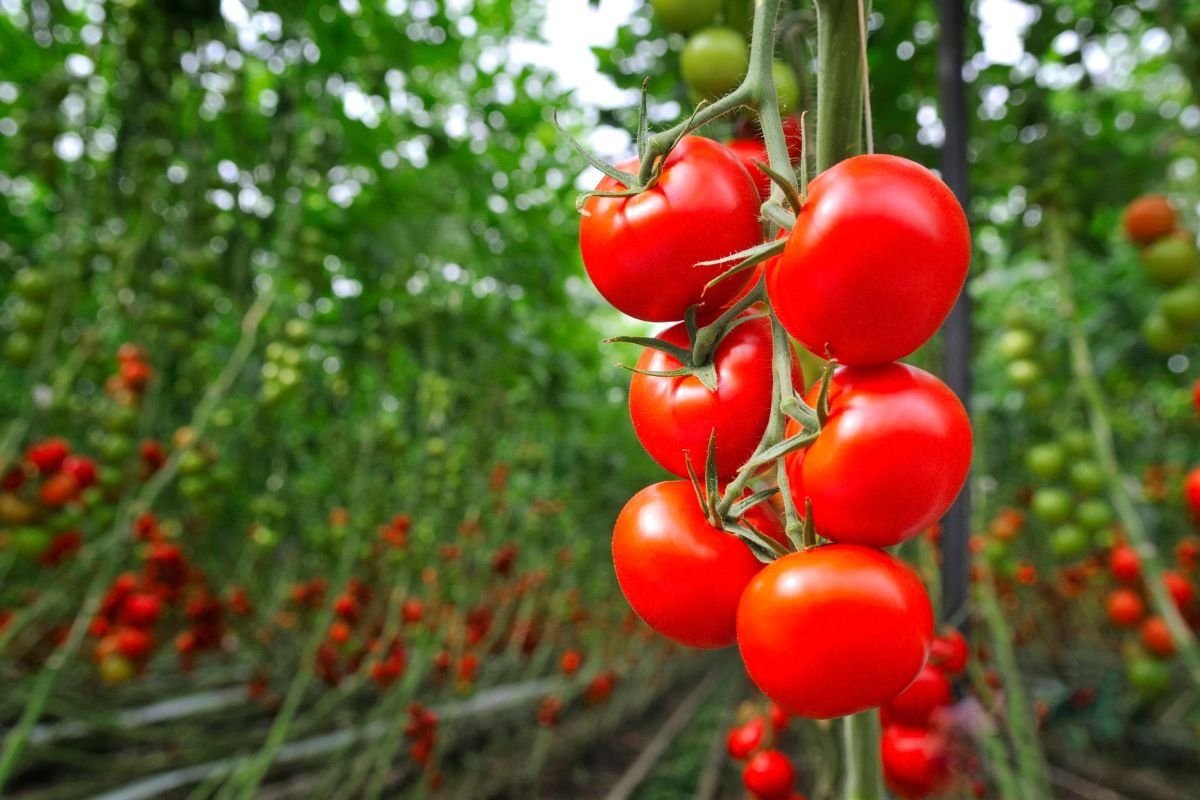 Selecting the Right Tomato Varieties