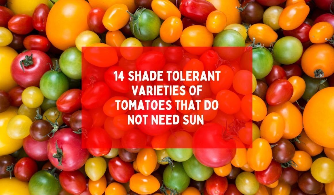 14 Shade Tolerant Varieties Of Tomatoes That Do Not Need Sun