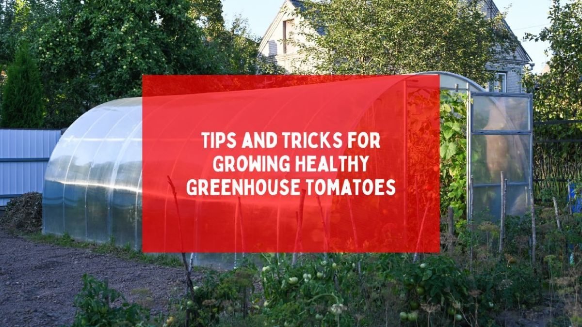 Tips and Tricks for Growing Healthy Greenhouse Tomatoes