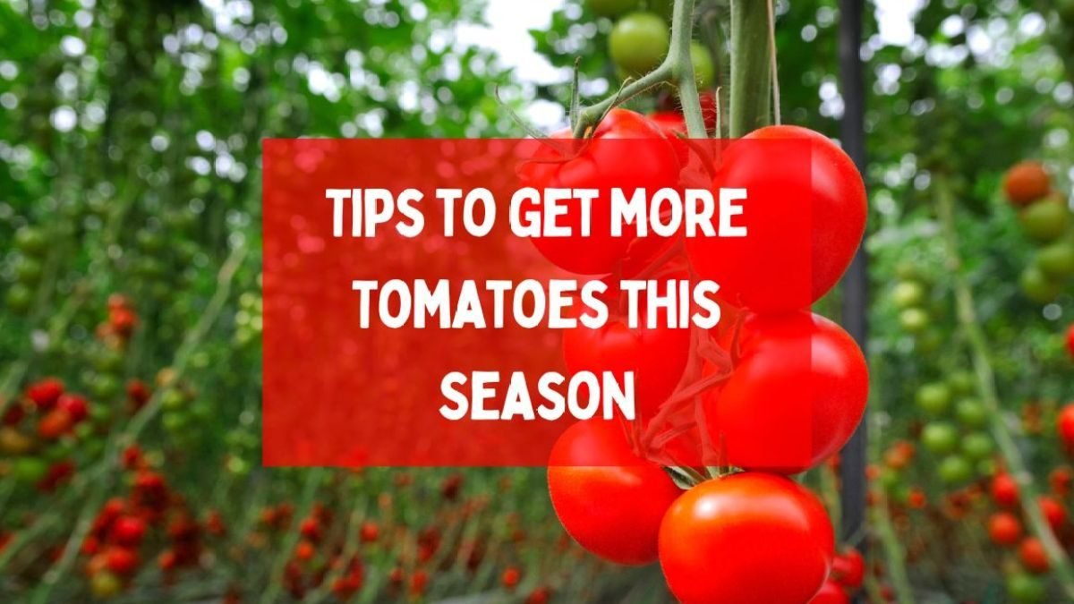 7 Tips to get more Tomatoes this Season from every single plants