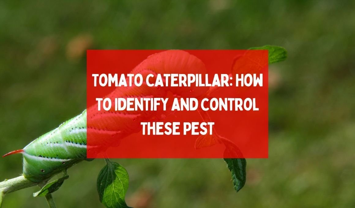 Tomato Caterpillar: How to Identify and Control These Pest