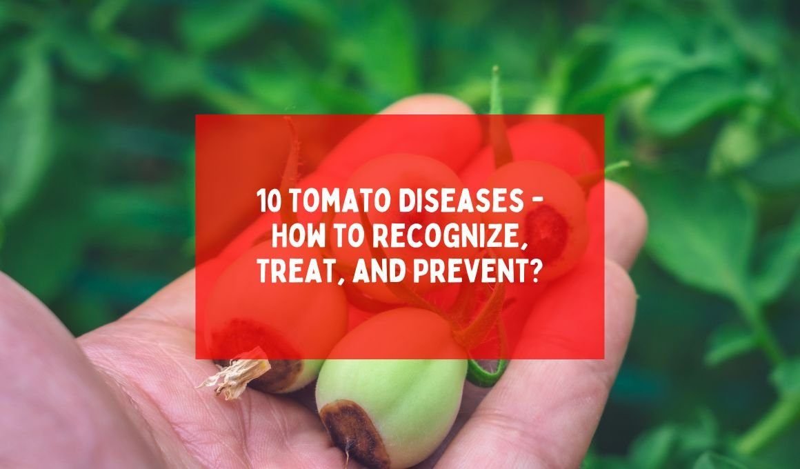 10 Tomato Diseases – How to Recognize, Treat, and Prevent?