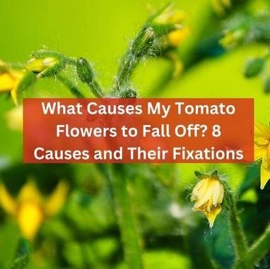 What Causes My Tomato Flowers to Fall Off? 8 Causes and Their Fixations