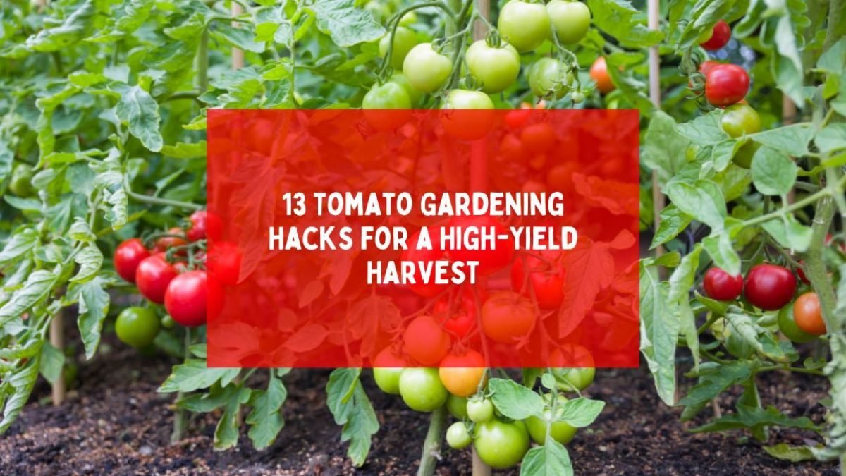 Ripe and unripe tomatoes growing in a home garden bed