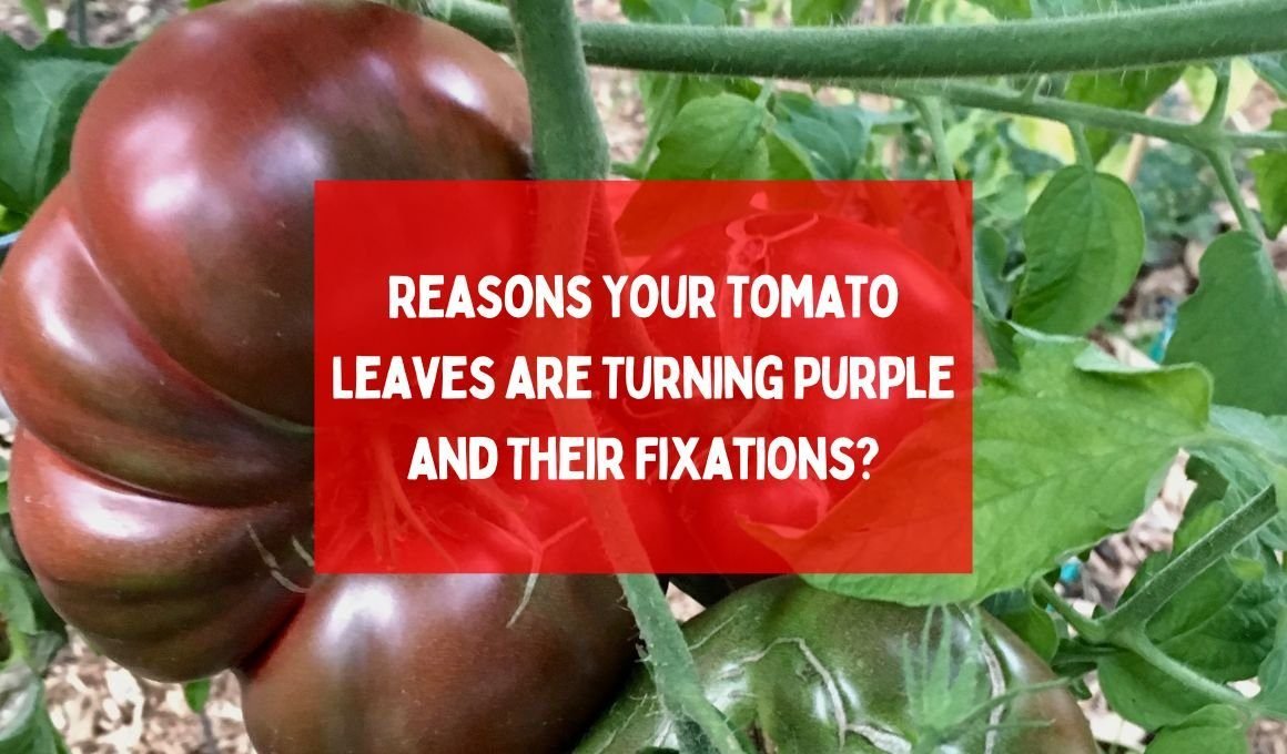 9 Reasons Your Tomato Leaves are Turning Purple and Their Fixations?