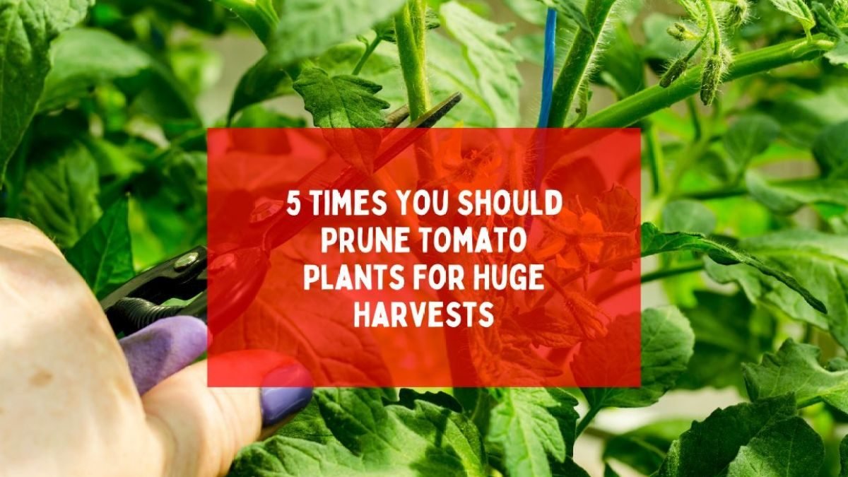 5 Times You Should Prune Tomato Plants For Huge Harvests