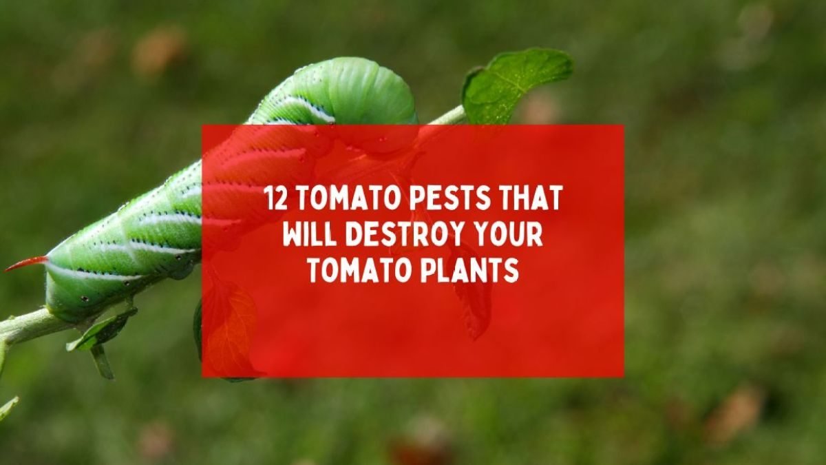 12 Tomato Pests That Will Destroy Your Tomato Plants