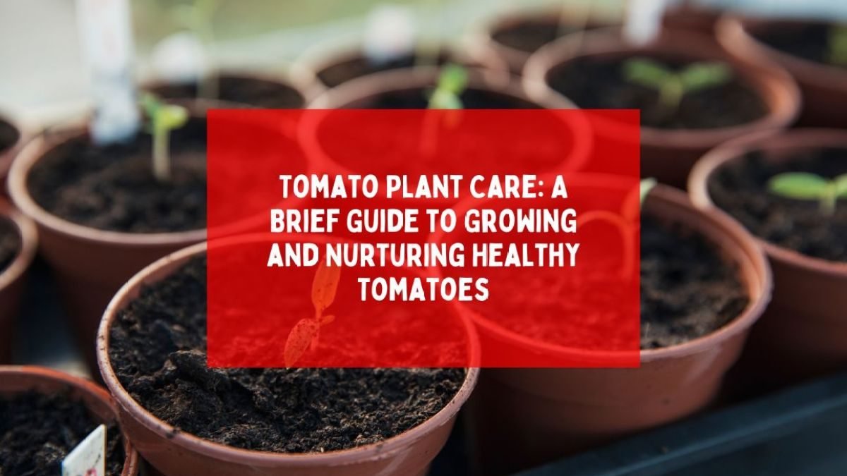 Tomato Plant Care: A Brief Guide to Growing and Nurturing Healthy Tomatoes