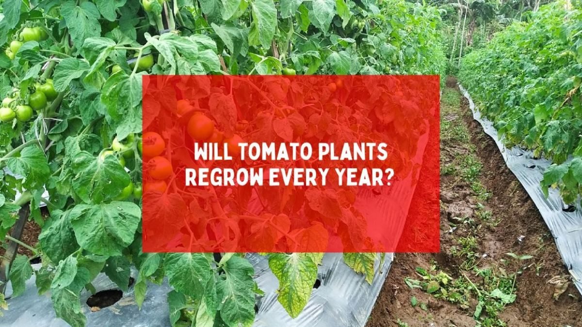 Will Tomato Plants Regrow Every Year?
