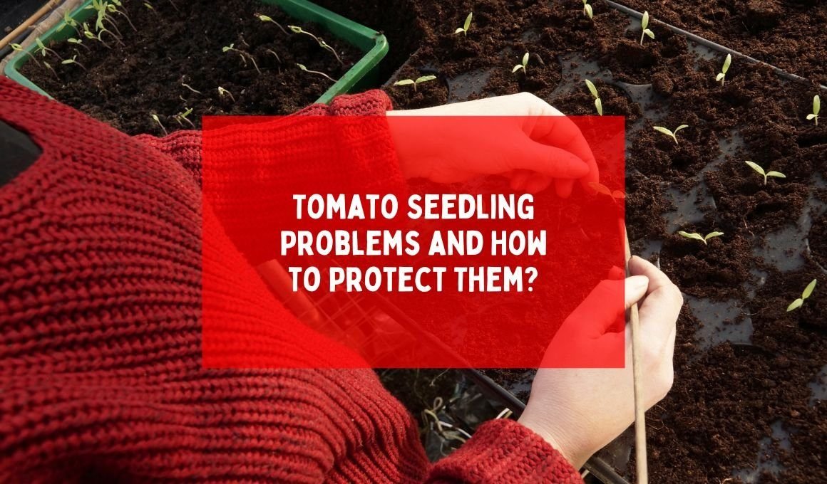 10 Tomato Seedling Problems and How to Protect Them?