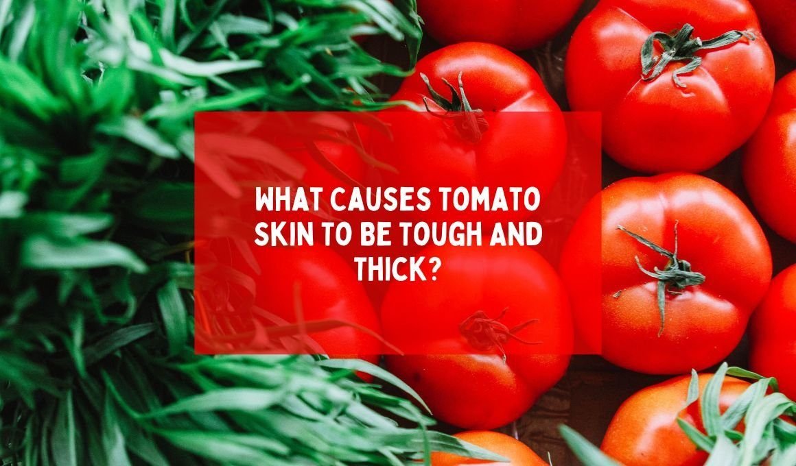 What Causes Tomato Skin To Be Tough And Thick?