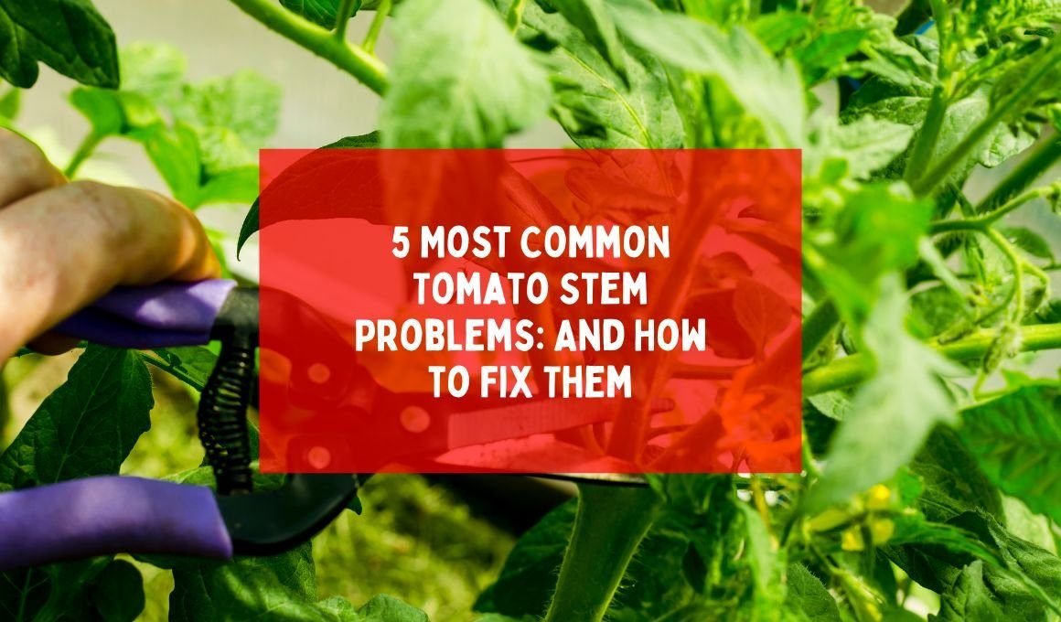 5 Most Common Tomato Stem Problems: And How to Fix Them