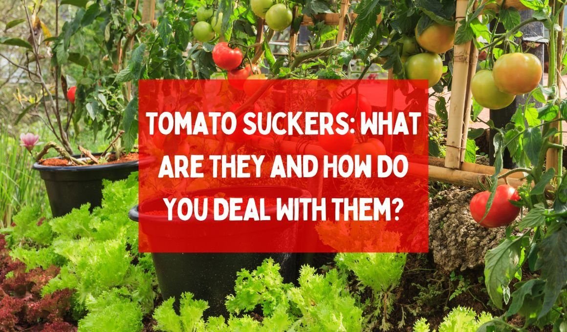 Tomato Suckers: What Are They and How Do You Deal With Them?