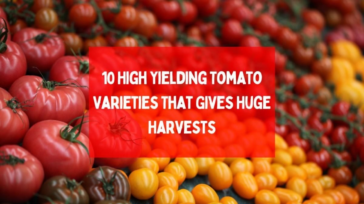 A colorful mix of tomato varieties including purple, red and green tomatoes