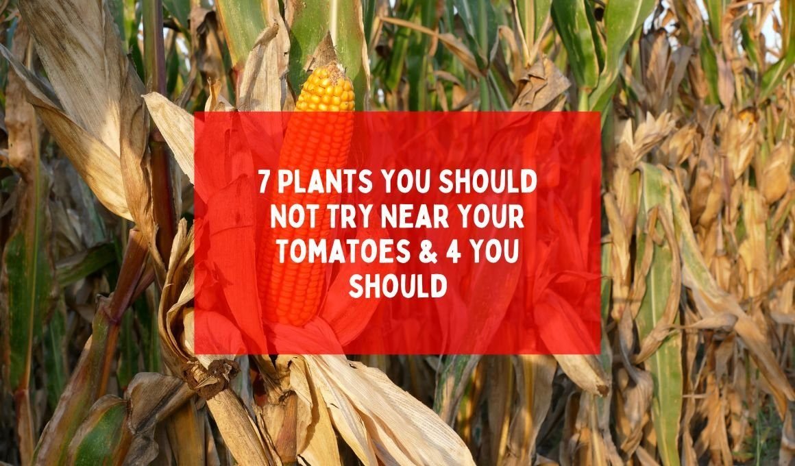 7 Plants You Should Not Try Near Your Tomatoes and 4 You should