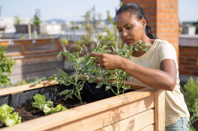 Top Tomato Plant Care Practices for Maximum Yields
