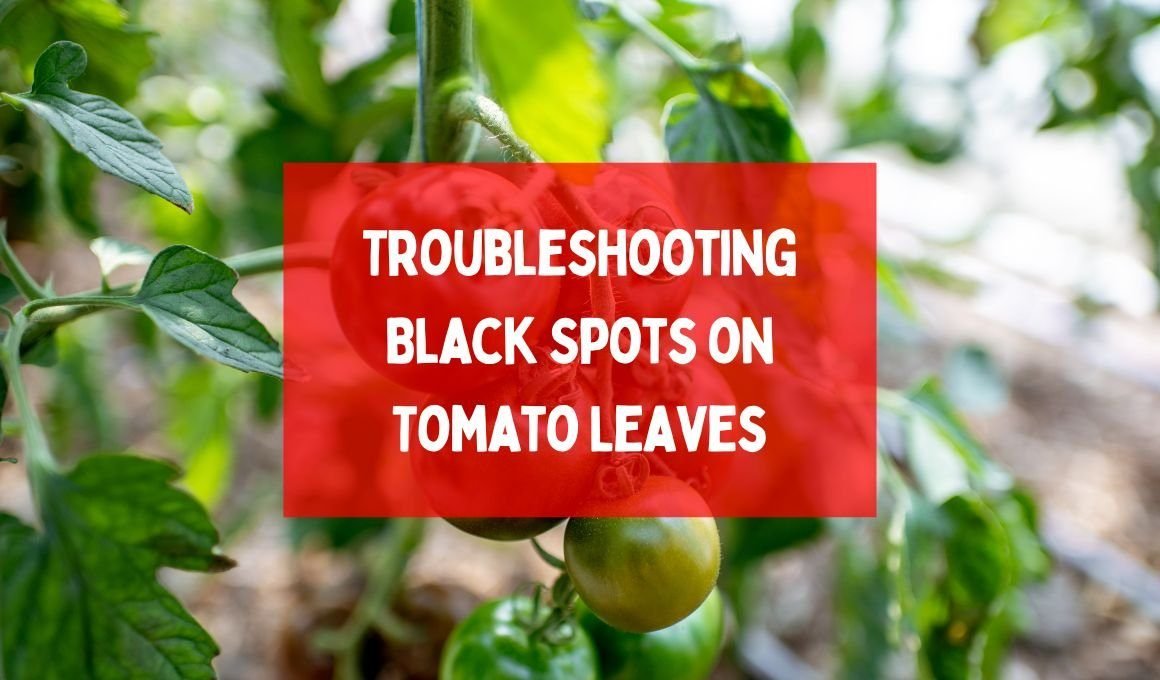 Troubleshooting Black Spots on Tomato Leaves: Causes and Solutions