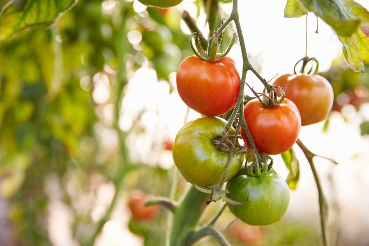 Understand Tomato Plant Care Basics