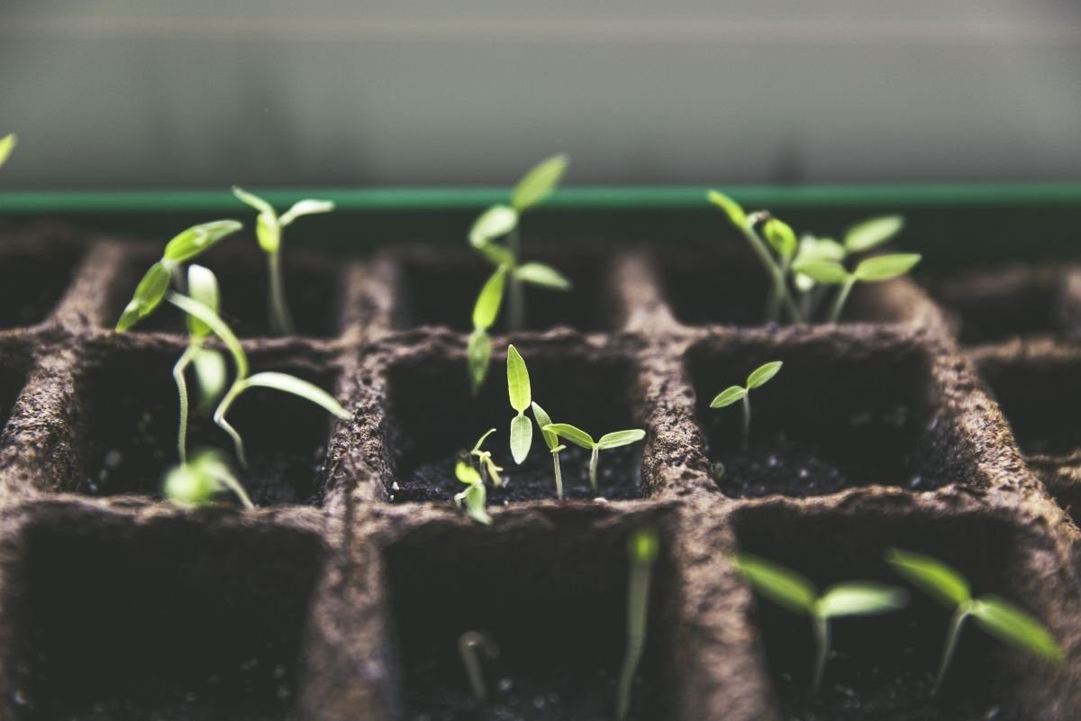 Use Potting Mix Soil