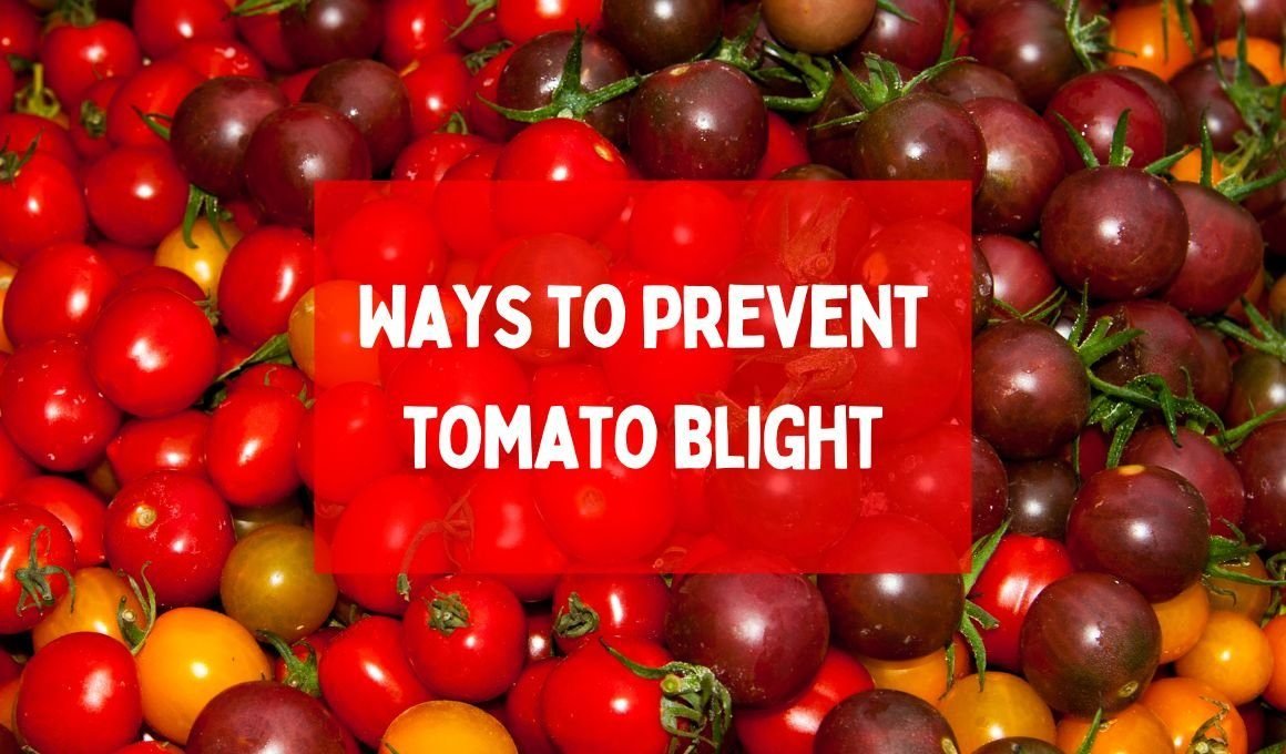 What is blight? 6 Ways to prevent tomato blight