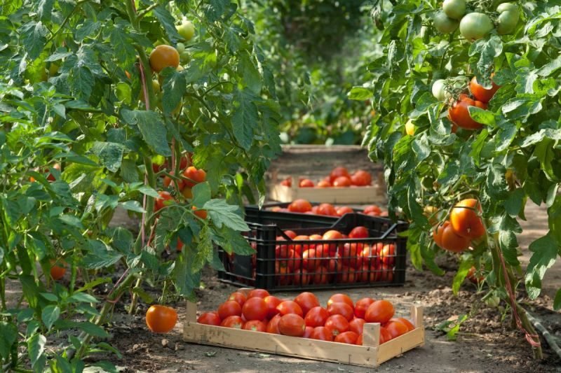 What Are the Ideal Conditions for Greenhouse Tomatoes