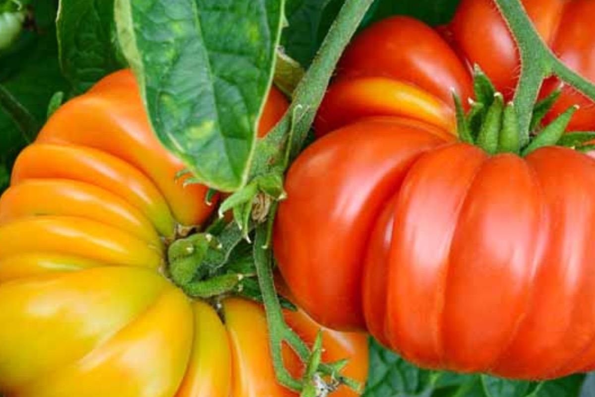What are Brandywine tomatoes