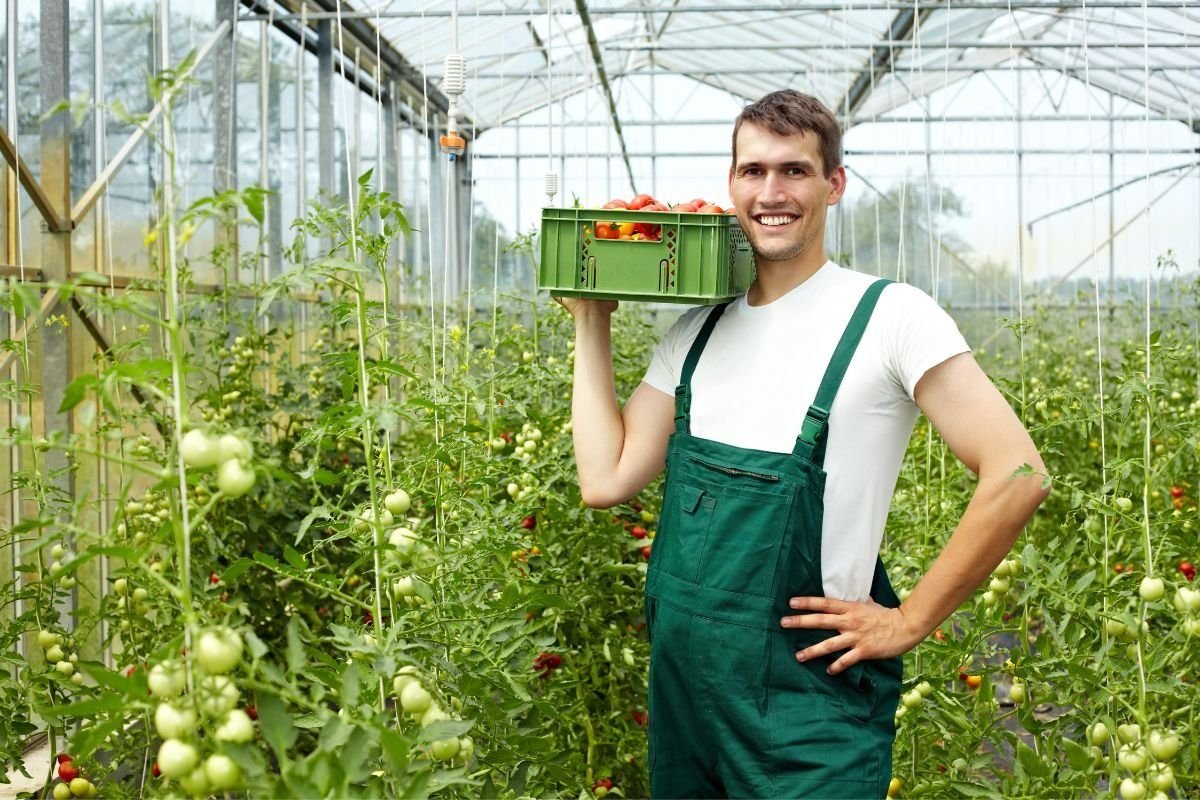 Tips and Tricks for Growing Healthy Greenhouse Tomatoes