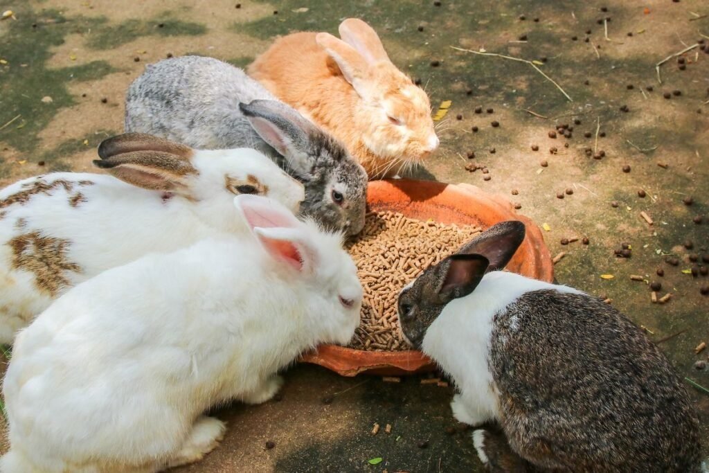 What do Rabbits Eat?
