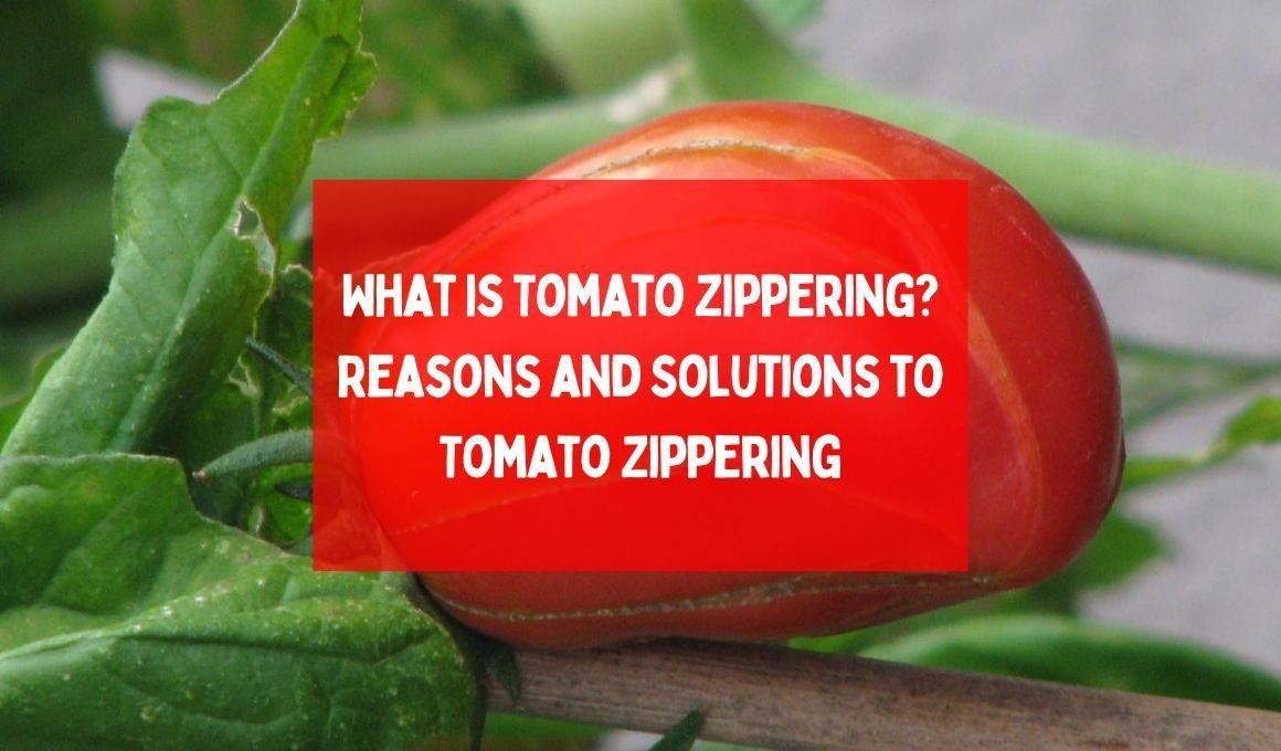 What is Tomato Zippering? Reasons and Solutions to Tomato Zippering