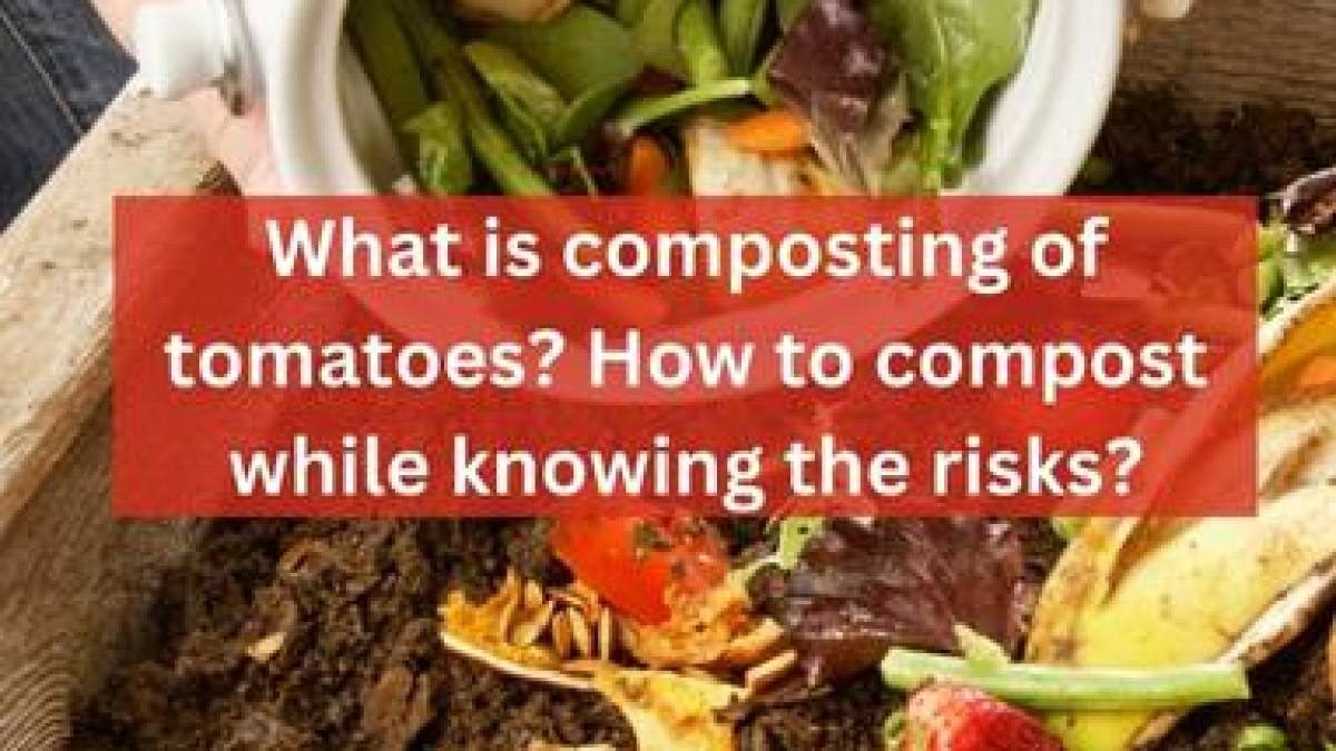 What is composting of tomatoes? How to compost while knowing the risks?