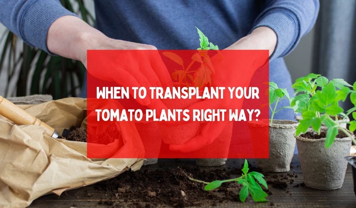 When To Transplant Your Tomato Plants Right Way?
