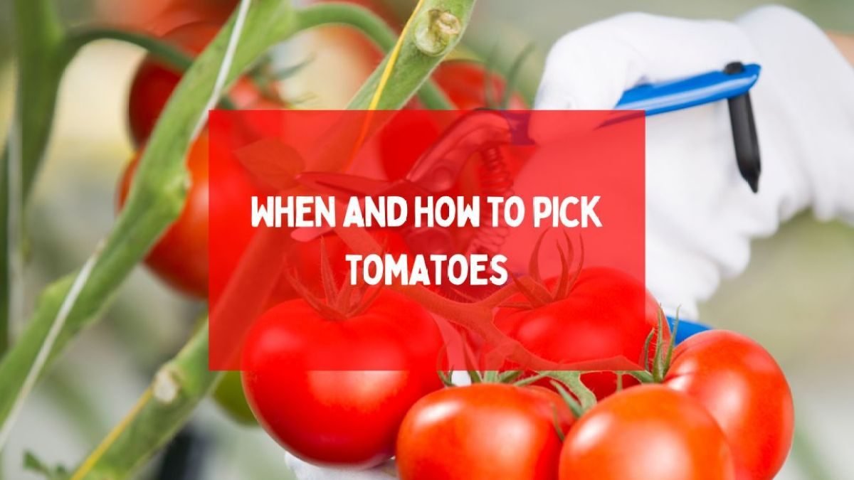 When and how to pick tomatoes (probably not when you think)?