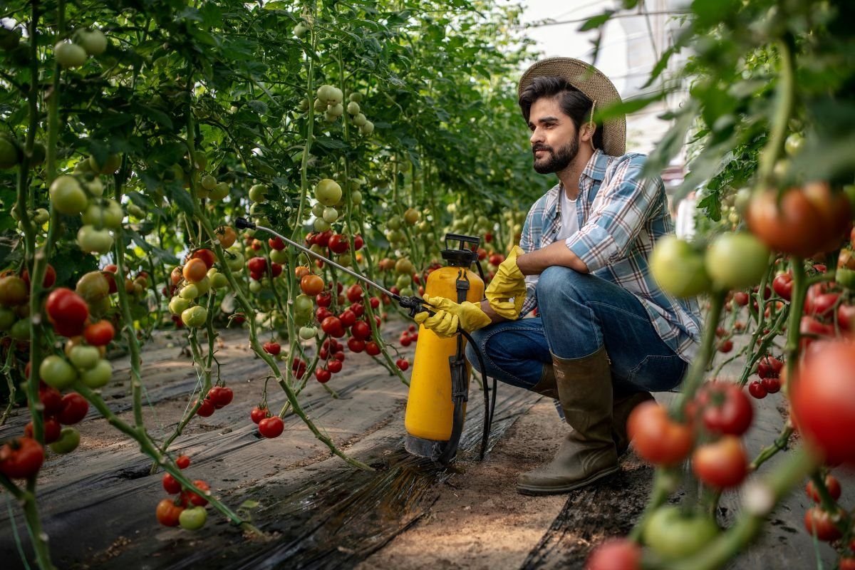 Where to plant greenhouse tomatoes