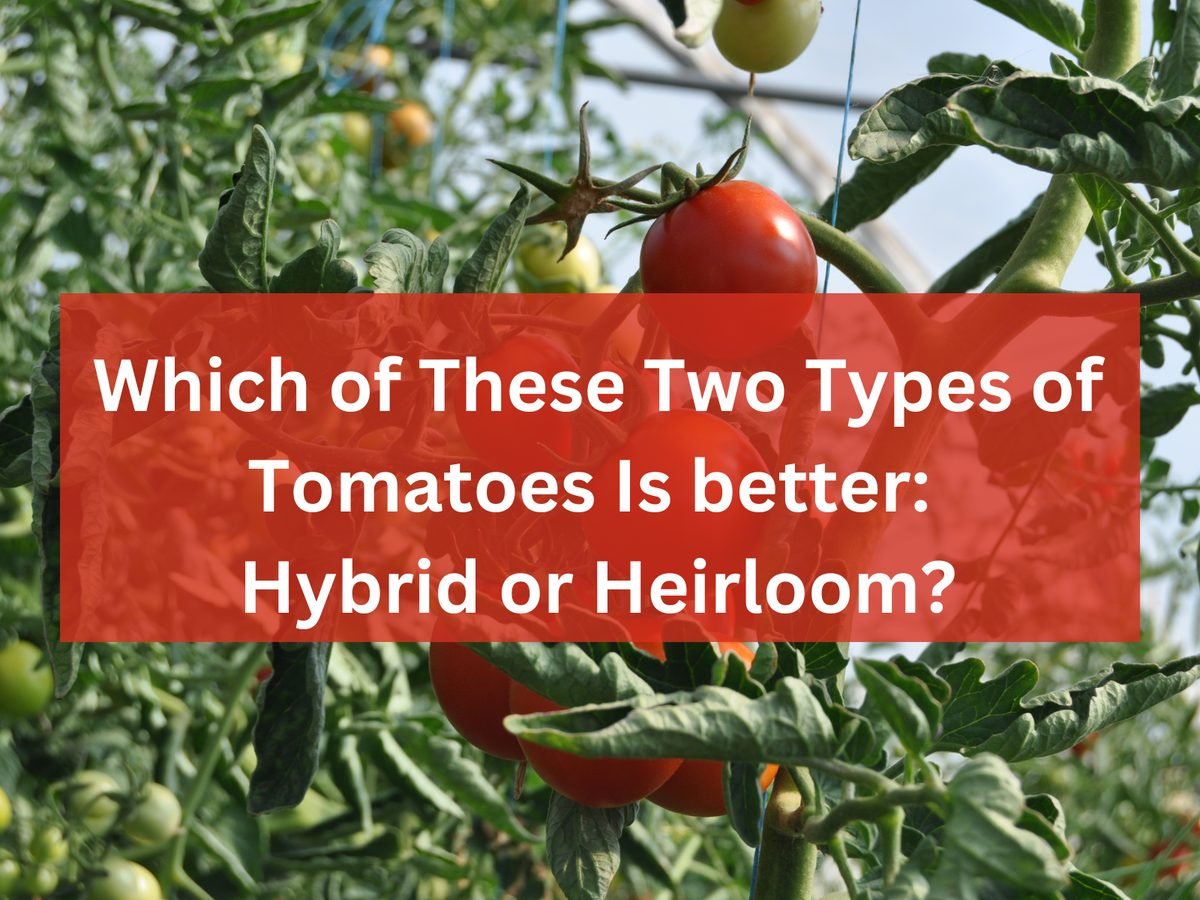Hybrid or Heirloom Tomatoes? Which of These Two Types Is better?