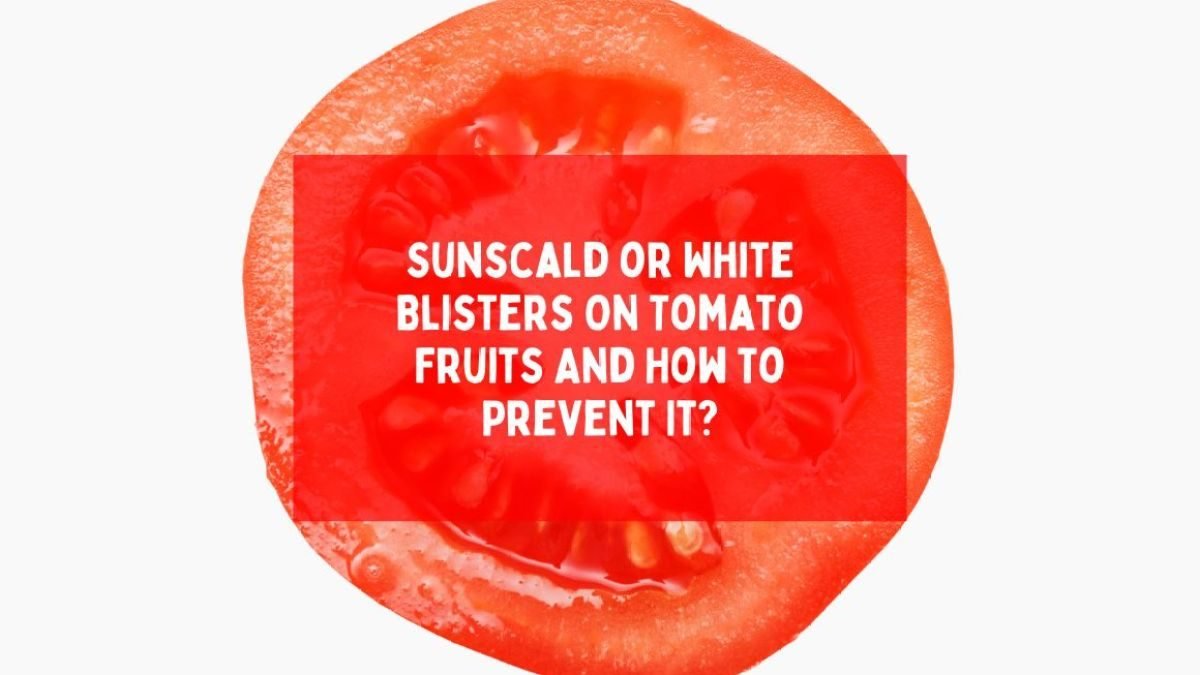 Sunscald or White Blisters On Tomato Fruits And How To Prevent It?