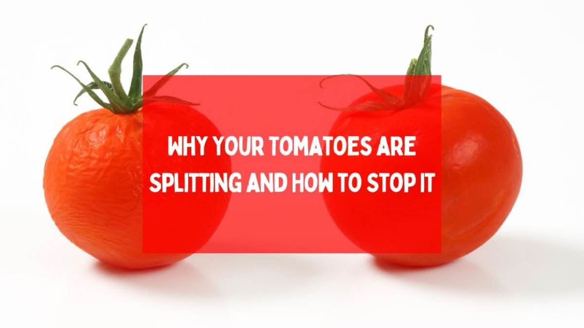 Reasons Why Your Tomatoes are Splitting and How to Stop It In 6 ways?