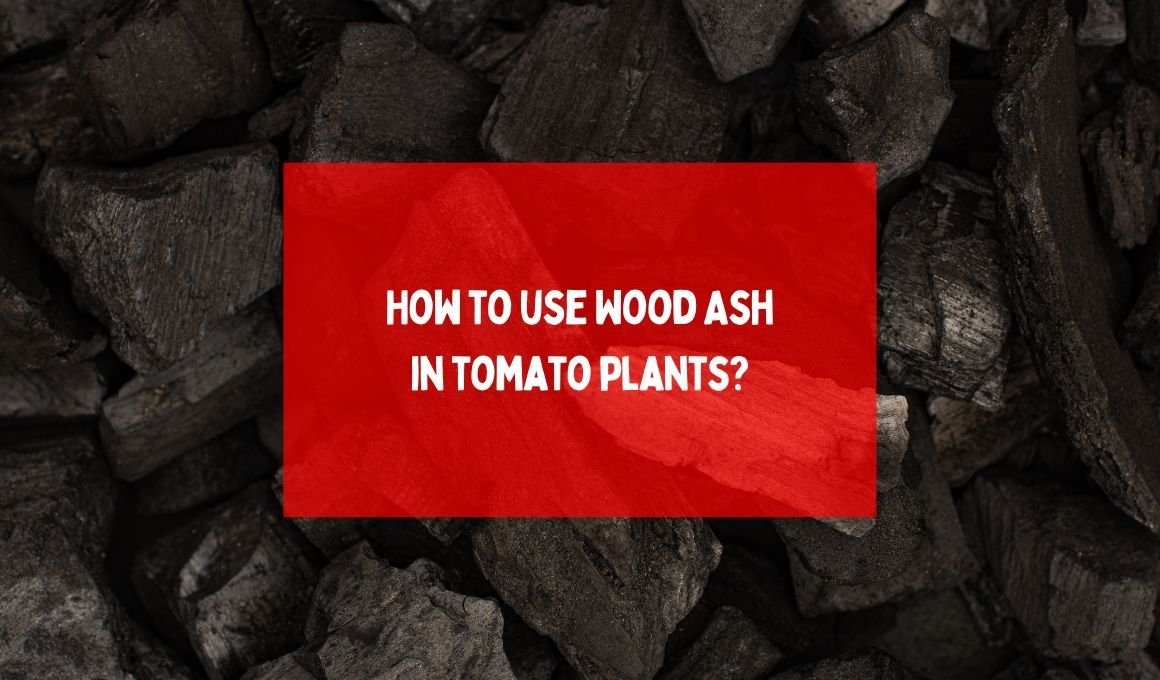 Uses of wood ash for tomato plants – How to use Wood Ash in tomato plants?