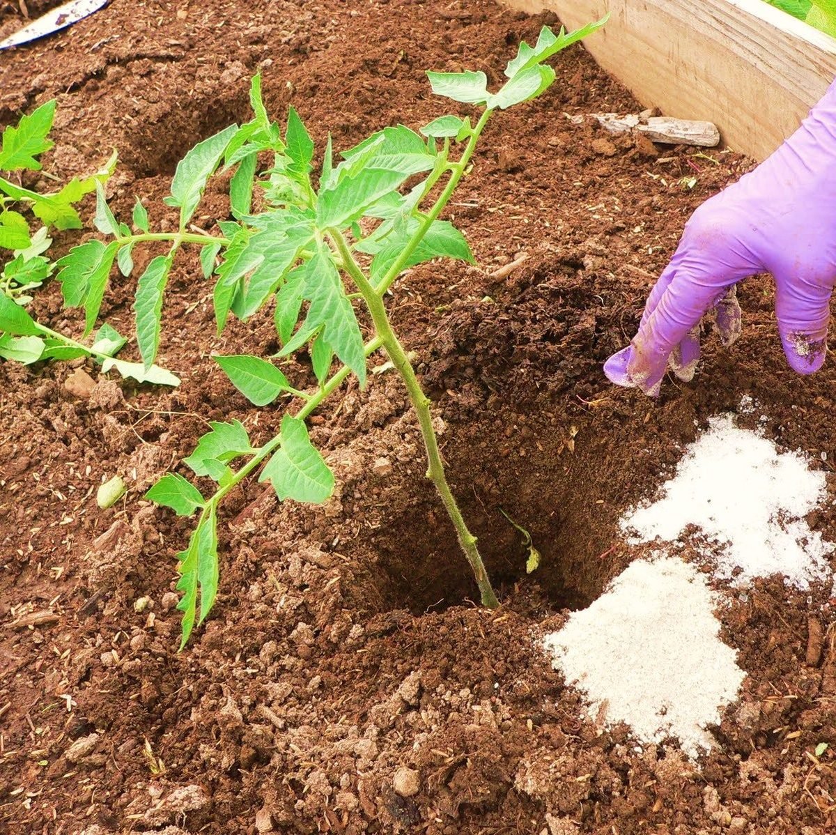 add fertilizers to plants to grow leave healthier.
